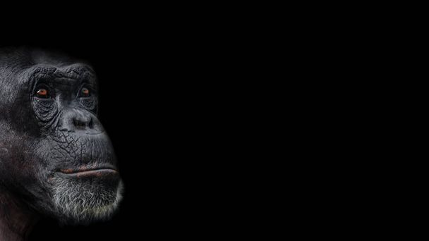 Portrait of serious Chimpanzee like asking a question, at black background, extreme closeup, details, paste space - Photo, Image