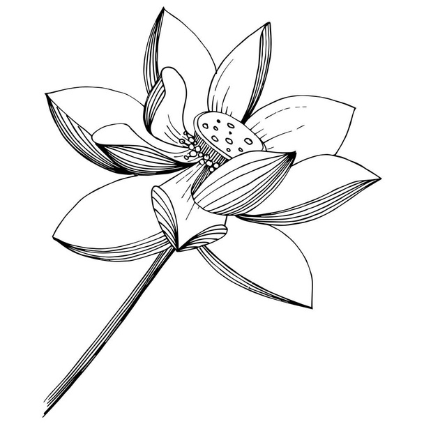 Lotosový květ ve stylu vektor, samostatný. Izolované ilustrace prvek. Celé jméno rostliny: lotus. Vector květina pro pozadí, textura, souhrnný vzorek, rám nebo hranice. - Vektor, obrázek