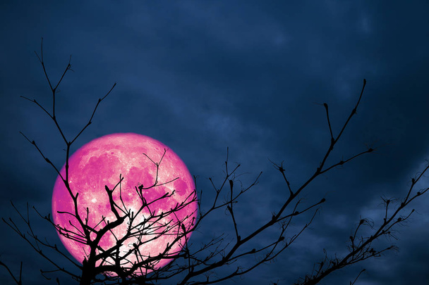 super rose lune arrière silhouette branche arbre nuage de nuit, Eléments de cette image fournis par la NASA
 - Photo, image
