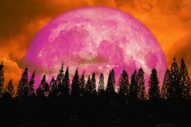 Super roze maan terug silhouet hoge pijnbomen in donker rood oranje nachtelijke hemel, elementen van dit beeld ingericht door Nasa - Foto, afbeelding