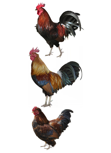 Colorful Roosters - Photo, Image