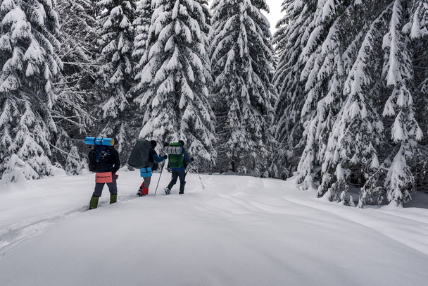 Three tourists with a backpacks in the snowy forest - Foto, afbeelding