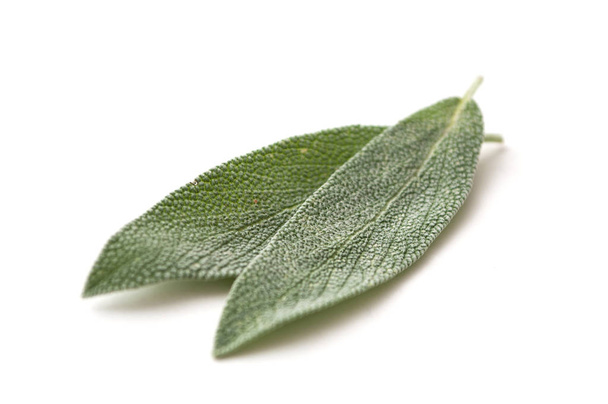 closeup of salvia officinalis leaves on white background - Foto, imagen