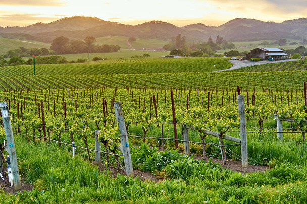 Paysage des vignobles au coucher du soleil en Californie, USA
. - Photo, image