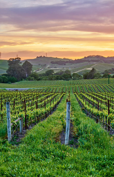Пейзаж виноградников на закате в Калифорнии, США
. - Фото, изображение