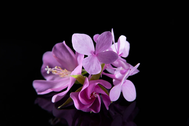 Makro snímek, zblízka růžový květ hortenzie v tmavém pozadí. - Fotografie, Obrázek