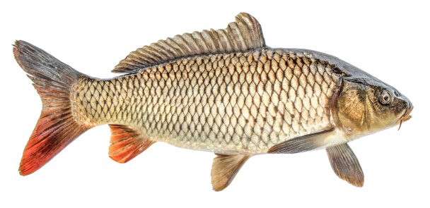 pez carpa aislado sobre fondo blanco
 - Foto, imagen