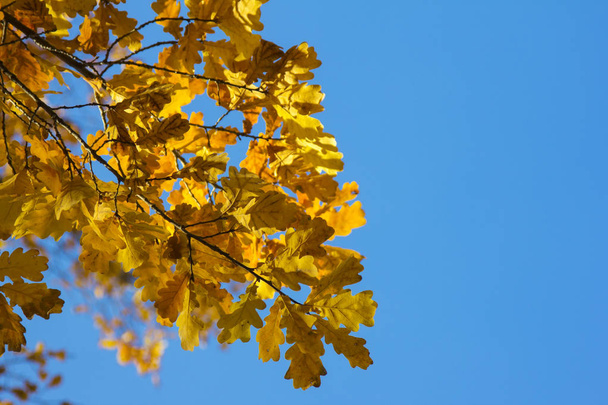 Pobočka dub s zažloutlé listy na pozadí modré oblohy. Nálada podzimu - Fotografie, Obrázek