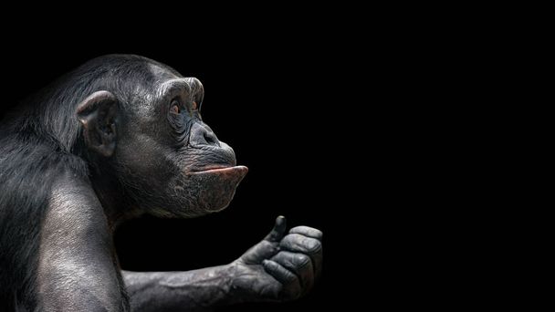 Retrato de chimpancé curioso como hacer una pregunta, en el fondo negro, primer plano extremo, detalles, espacio de pasta
 - Foto, Imagen