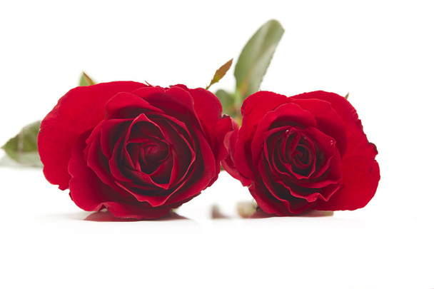 白い背景、愛と結婚の概念、設計のための空のスペースに 2 つの赤いバラ - 写真・画像