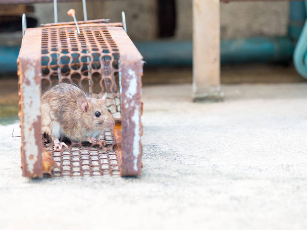 Ratte ist in einem Käfig oder in einer Falle gefangen. die schmutzige Ratte hat die Krankheit auf den Menschen übertragen, wie Leptospirose, Pest. Häuser und Wohnungen sollten keine Mäuse haben. Käfig fängt Kontrolle einer Ratte - Foto, Bild