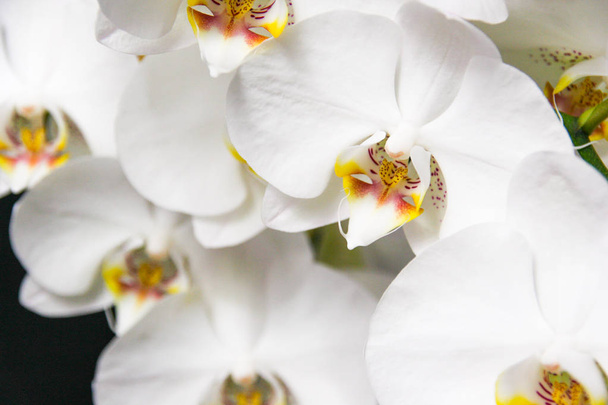 weiß schöne Orchidee Hintergrund - Foto, Bild