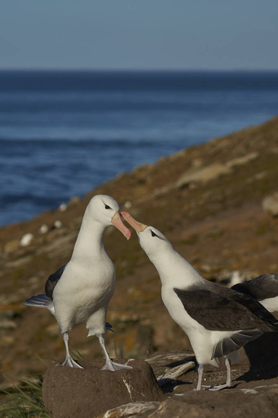 Para Albatross Black-browed (Thalassarche melanophrys) zaloty na wybrzeżu Saunders wyspy Falklandy (Malwiny).                            - Zdjęcie, obraz