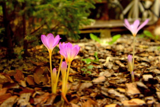 Colchicum autumnale with flower - Photo, Image