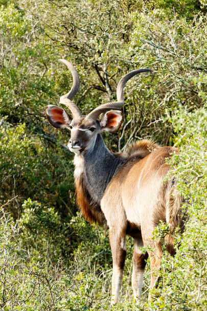 De grote koedoe is een bos antilopen verspreid van oostelijk en zuidelijk Afrika. Ondanks deze wijdverspreide grondgebied bezet, zijn ze dunbevolkt in de meeste gebieden. - Foto, afbeelding