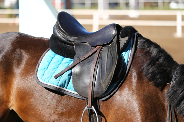 Sport horse close up under old leather saddle on dressage competition. Equestrian sport background. - Photo, Image