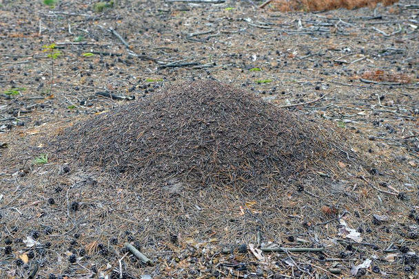 a large gray brown anthill in the forest among dry needles and cones - Photo, Image