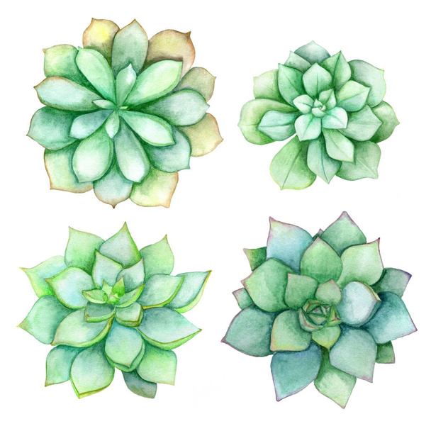 Succulent set isolated on a white background. Watercolor hand drawn illustration. Perfect for card, wedding invitation, birthday card. - Photo, Image