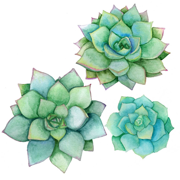 Succulent set isolated on a white background. Watercolor hand drawn illustration. Perfect for card, wedding invitation, birthday card. - Фото, изображение