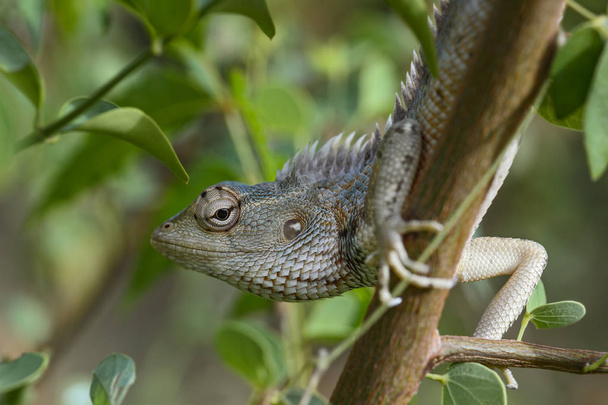 Lagarto de jardín oriental - Calotes versicolor, colorido lagarto cambiante de los bosques y arbustos asiáticos, Sri Lanka
. - Foto, imagen