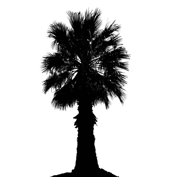 Palm tree σιλουέτα σε άσπρο φόντο, εικονογράφηση διάνυσμα - Διάνυσμα, εικόνα