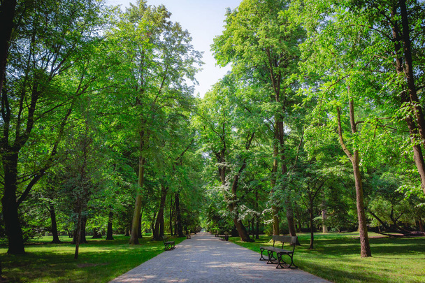 ポーランド ワルシャワのワジェンキ公園で緑の木々 と美しい路地. - 写真・画像