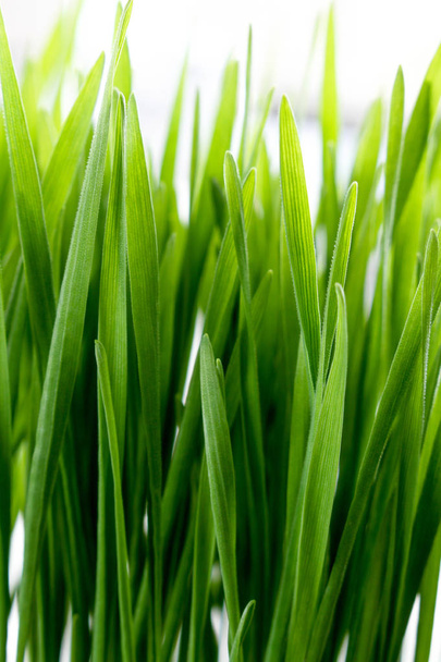 living growing healthy wheatgrass - Zdjęcie, obraz