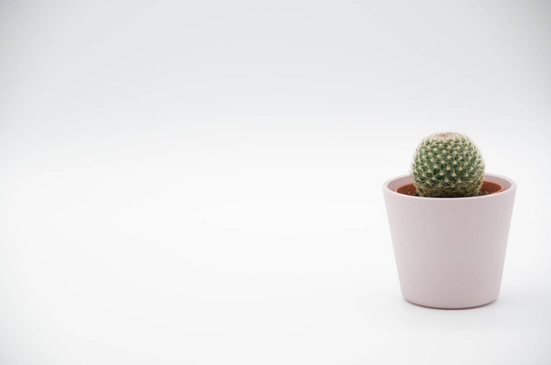 Cactus in white Background - Foto, afbeelding