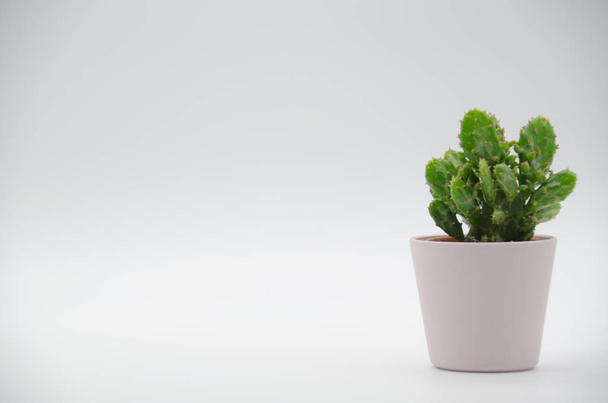 Kaktusz-fehér háttér - Fotó, kép