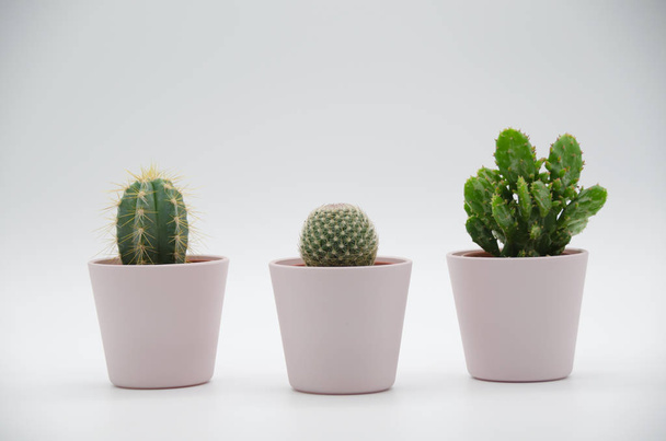 Cactus in white Background - Valokuva, kuva