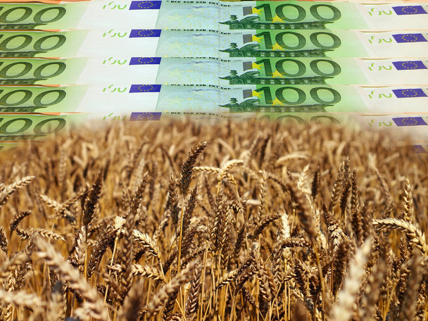 Ώριμο σιτάρι πεδίο μπροστά από το φόντο τους λογαριασμούς τραπεζογραμματίων ευρώ - Φωτογραφία, εικόνα