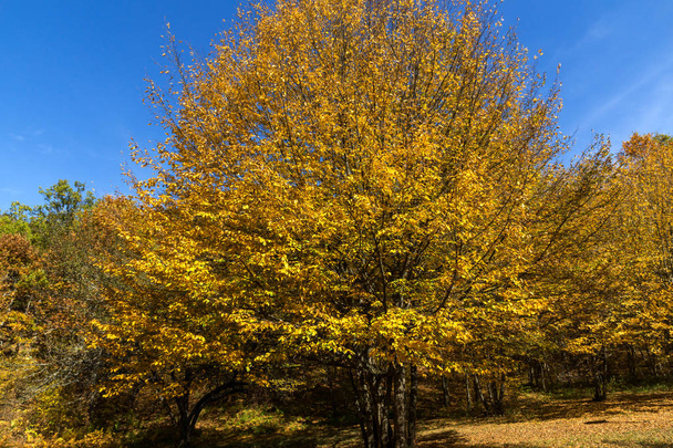 Autumn Landscape with yellow Trees near Devil town in Radan Mountain, Serbia - Foto, Imagen