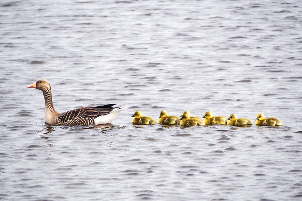 Matka kaczka z cute kaczątko nad jeziorem w Holandii. Kaczka krzyżówka z kaczątko. - Zdjęcie, obraz