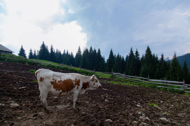vaca en una granja en las montañas antes de ordeñar después del pastoreo
 - Foto, imagen