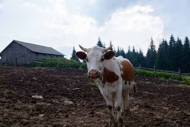 αγελάδες σε μια φάρμα στα βουνά πριν από την άμελξη μετά τη βόσκηση - Φωτογραφία, εικόνα