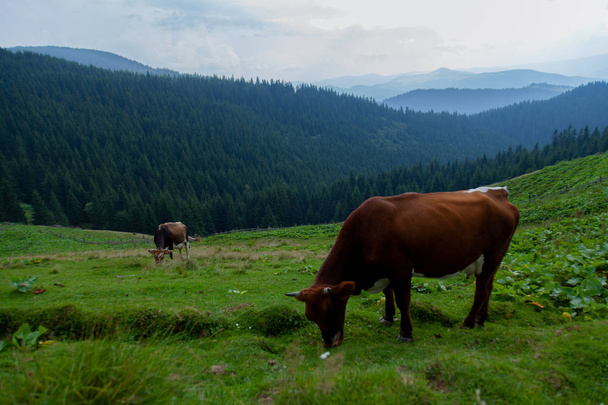 Корова пасется на травянистом лугу в горах на свободе
 - Фото, изображение