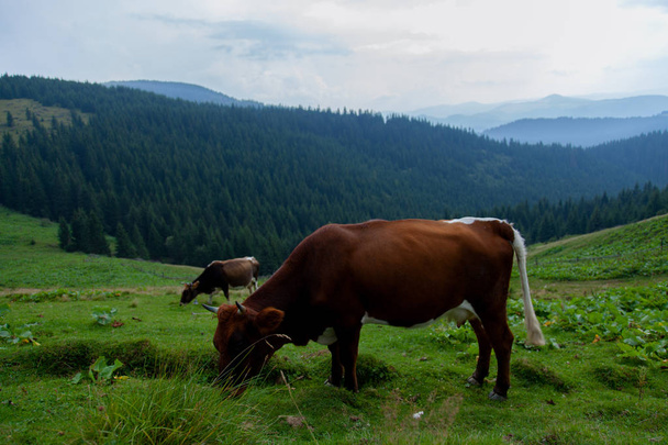 vaca pastando en un prado herboso en las montañas en libertad
 - Foto, imagen