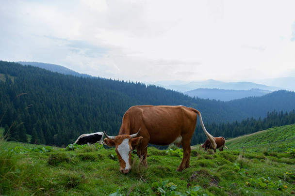 Корова пасется на травянистом лугу в горах на свободе
 - Фото, изображение