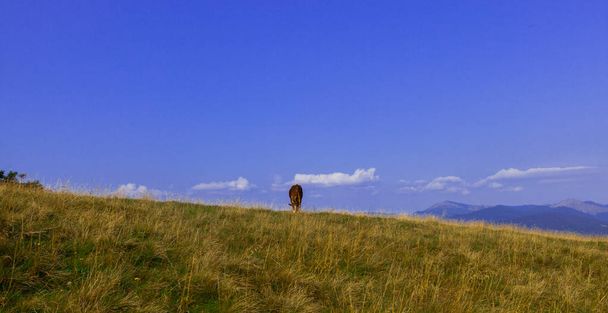 молодые быки на вершине горы против голубого неба
 - Фото, изображение