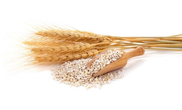 Barley grains isolated on white background. - Photo, Image