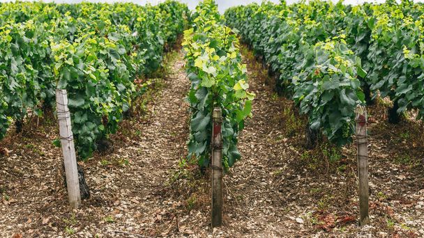 Grapes grows in rows in the field, France, the wine region of Chablis - Fotoğraf, Görsel