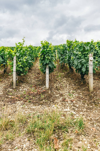 Grapes planted in rows, winemaking in France, northern Burgundy, the city of Chabli - Foto, immagini