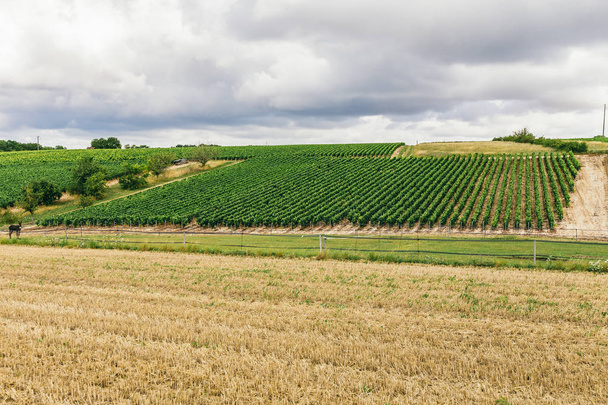 Nature of northern Burgundy, grape lands, winemaking in France - Foto, Imagen