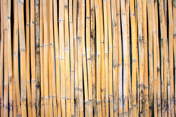 asciutto sfondo di bambù
 - Foto, immagini