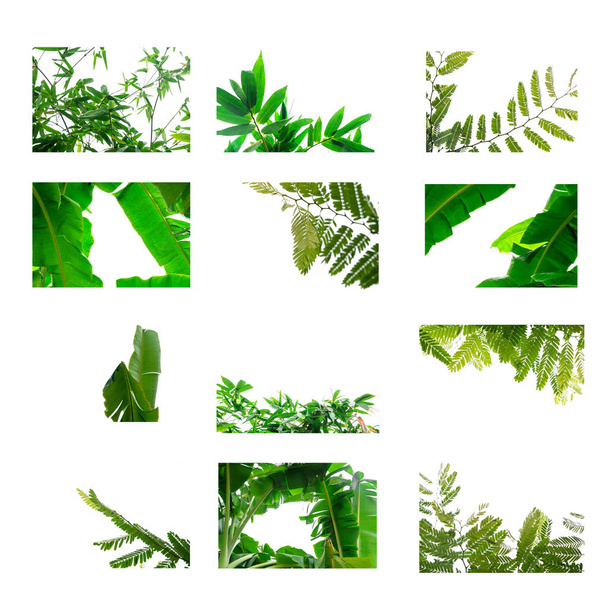 Closeup Folha verde isolada sobre fundo branco.A coleção de folhas
 . - Foto, Imagem
