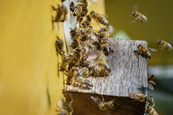 Σμήνος από μέλισσες που έρχονται πίσω στην κυψέλη, μετά από κουραστική μέρα.  - Φωτογραφία, εικόνα