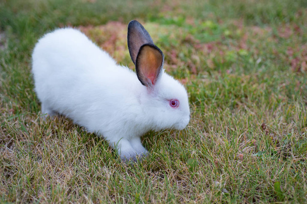 Nadýchané bílé malý králík s červenýma očima a šedou uši, na zelené trávě - Fotografie, Obrázek