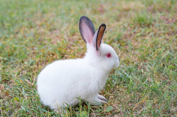 flauschiges weißes Kaninchen mit roten Augen, das auf dem grünen Gras spielt - Foto, Bild