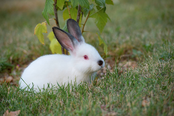 Милый маленький пушистый белый кролик с красными глазами и черными ушами, рядом с молодым кустом смородины
. - Фото, изображение