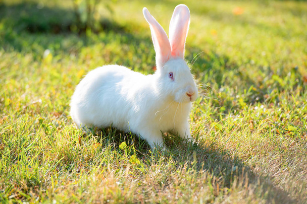 conejo blanco sobre hierba verde - Foto, imagen